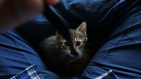 Kitten on the Videographer's Laps Playing with a Camera Strap Stock Footage 92571712