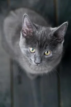 Kitten viewed from above. Stock Photos