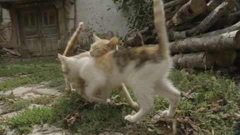 Kitten in the village Stock Footage