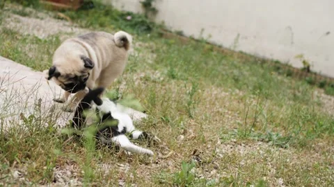 Kitten Vs Dog in the wild Stock Footage 159489694