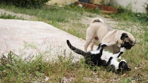 Kitten vs Dog in the wild Stockbeeldmateriaal 159489737