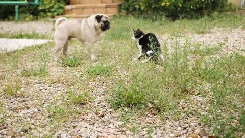 Kitten vs pug in the wild Stock Footage 159489717