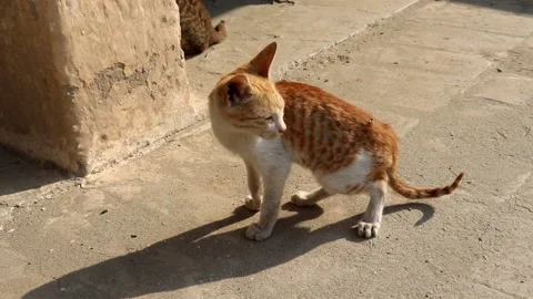 Kitten wagging her tail Stock Footage 150716447
