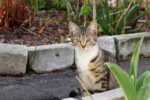 The kitten is on a walk. Stock Photos