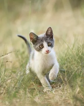 Kitten walking confidently through grass Stock Photos