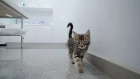 Kitten is walking down the corridor Stock Footage 145973561