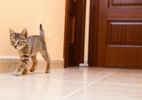 Kitten walking down the hall of a house Stock Photos