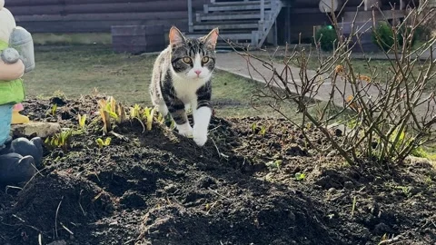 Kitten walking on the furrow between the beds in the garden. Stock Footage 311081502