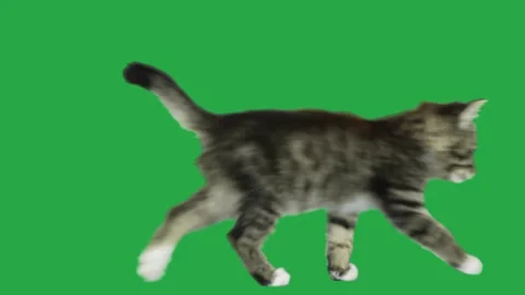 Kitten walking on green screen Stock Footage 239069250