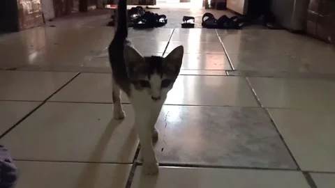 Kitten walking inside the hall Stock Footage 156686873