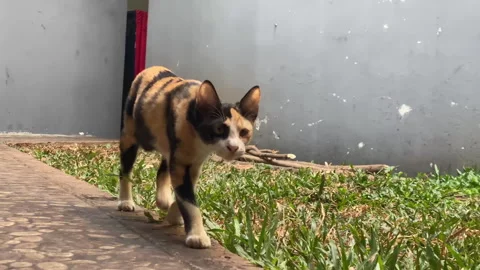 Kitten walking toward camera in 4k Stock Footage 252662443