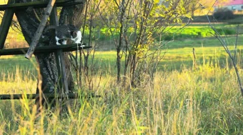 Kitten walking on tree Video stock 20437781