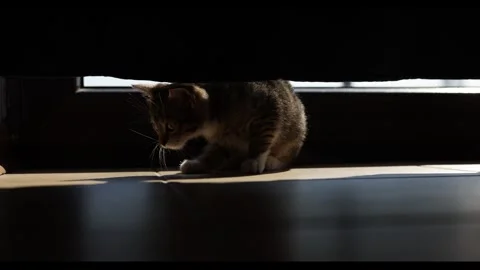 A  kitten walking in the warm sunlight, partially hidden under a black curtain Video stock 304590898