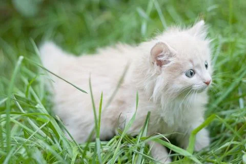 Kitten walks in the grass 库存照片