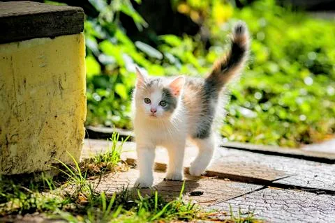 .Kitten walks Stock Photos