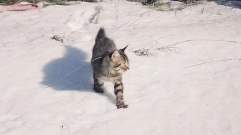 Kitten walks in the snow Stock Footage 142441038