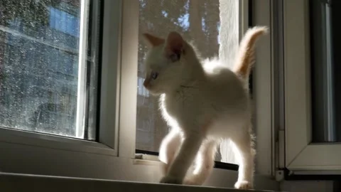 Kitten walks in the sun on the windowsill, moving camera, sun glare Video stock 142165598