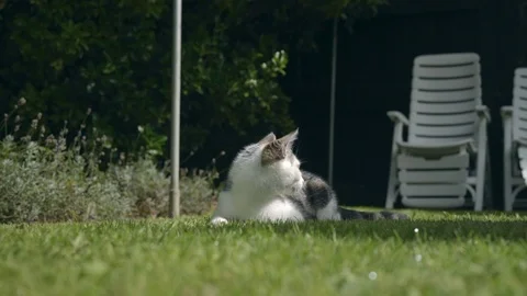 Kitten walks towards the camera 動画素材 94579005