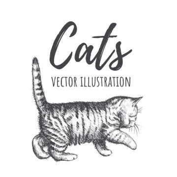 Kitten walks vector illustration. Stock Illustration