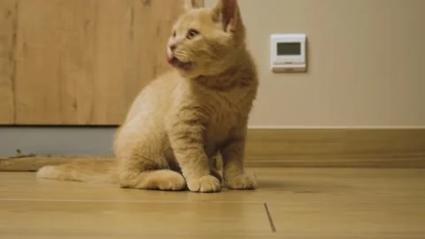 The kitten washes up close-up. Stock Footage 218468091