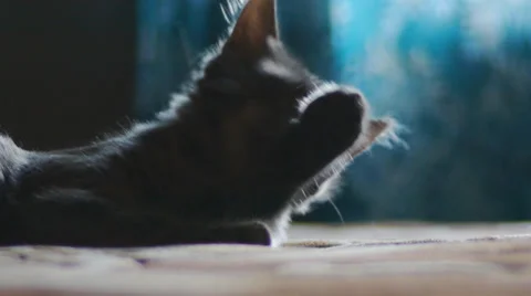 Kitten Washes Himself Stock Footage 31348758