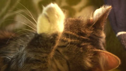 Kitten Washes Himself Stock Footage 123266571