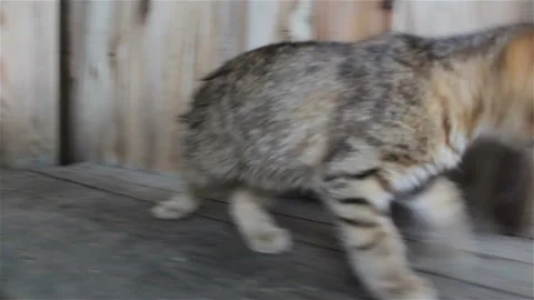 A kitten washes his tail Stock-Footage 102450646