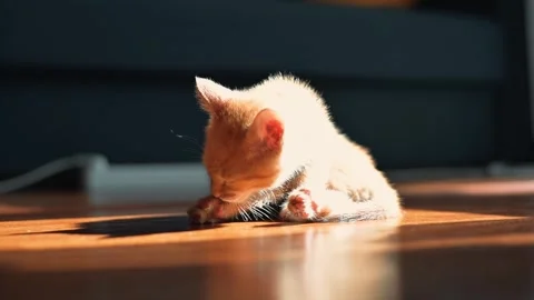 A kitten washes itself while sitting on the floor at home. Close-up of a small Stock Footage 339025077