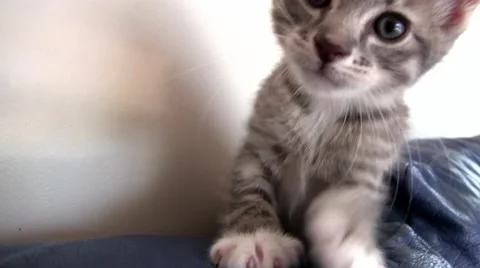 Kitten washing &amp;amp; trying to catch the camera Video stock 55273614