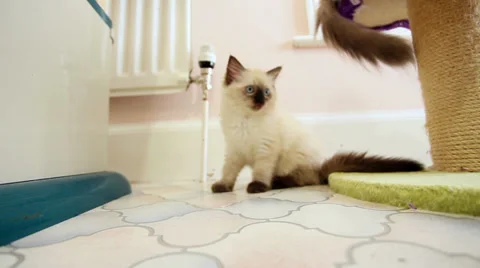 Kitten watching kittens tails Stock Footage 33890613