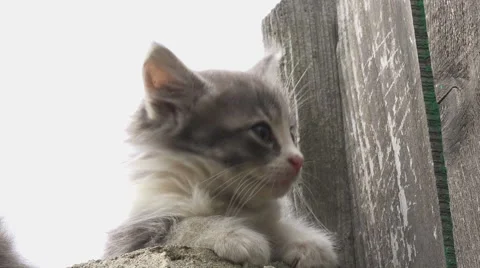 Kitten watching,kitty looking Stock Footage 40210354