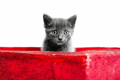 Kitten on white backgrond Stock Photos