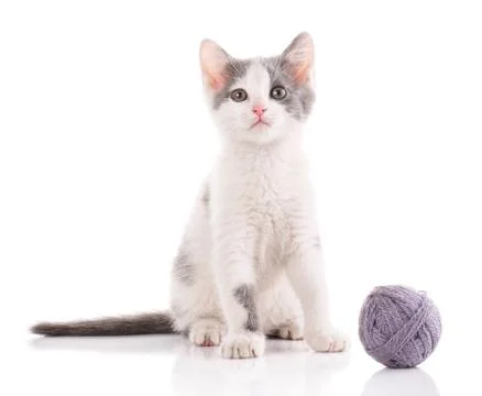 A kitten on a white background. The cat is playing with the ball Stock Photos