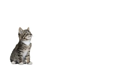 Kitten on a white background 스톡 동영상 76012607