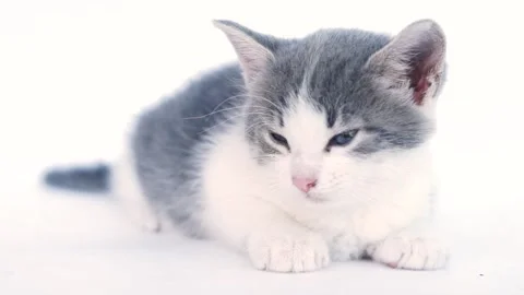 Kitten on a white background. Stock Footage 139151104