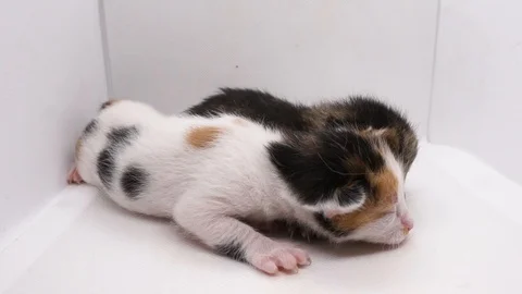 Kitten on white background. Isolated small, new born baby cat, kitty, feline. Stock Footage 107287100