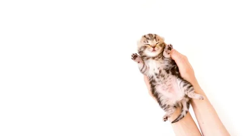 The kitten on a white background lies upside down with its paws in its arms. Stock Footage 171355435