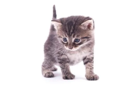 Kitten on a white background. Stock Photos