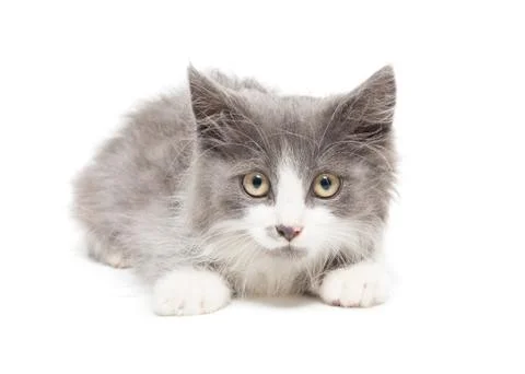 Kitten on a white background Stock Photos