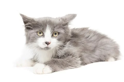 Kitten on a white background Stock Photos