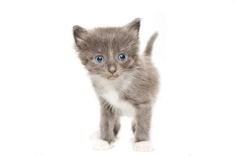 Kitten on a white background Stock Photos