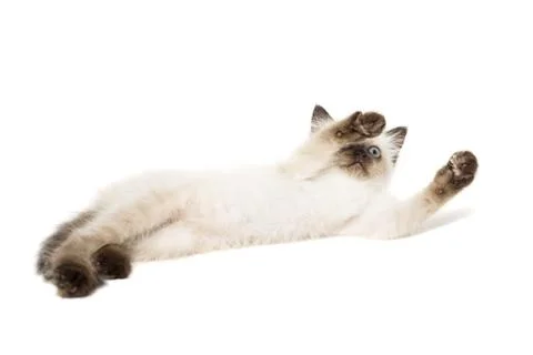 Kitten on a white background Stock Photos