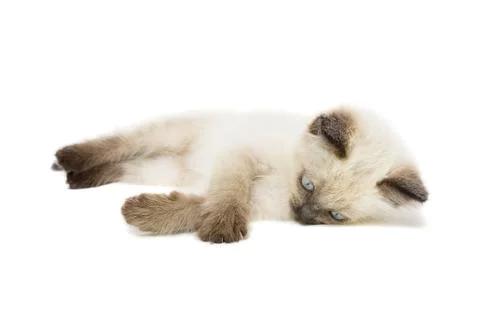 Kitten on a white background Stock Photos