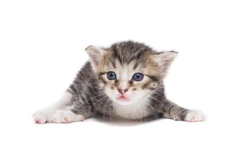 Kitten on a white background Stock Photos