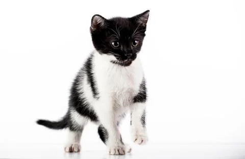 Kitten on white background Foto stock