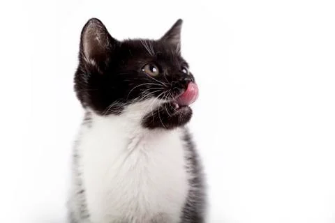 Kitten on white background Stock Photos