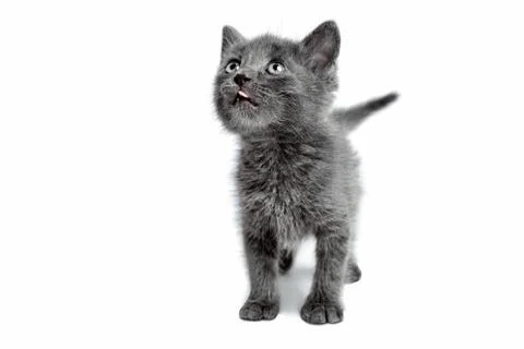 Kitten on white background Photos