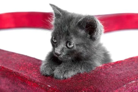 Kitten on white background Stock Photos