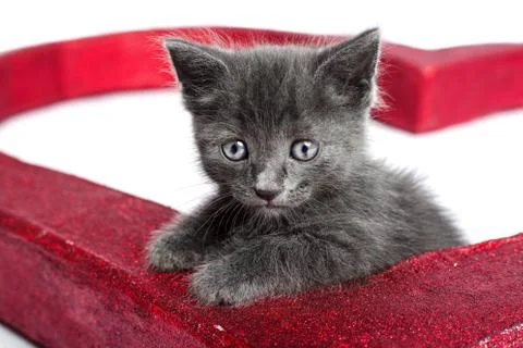 Kitten on white background Stock Photos