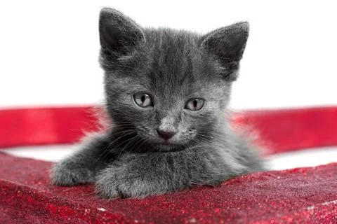 Kitten on white background Stock Photos